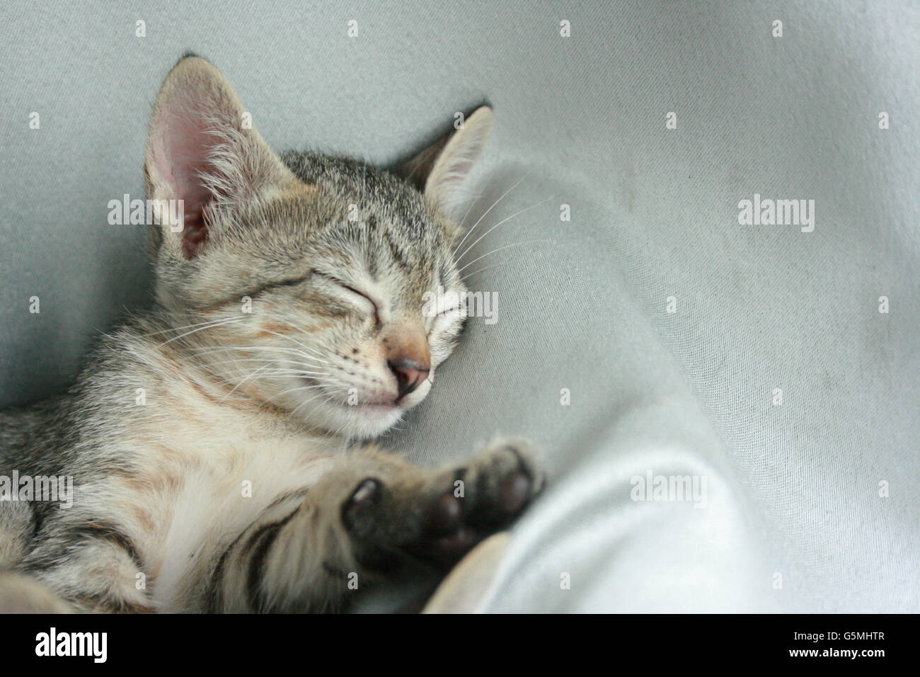 Adorable funny Cute Kitten cat close eye sleep tight with brother sister on white gray soft cloth bed at home. Stock Photo