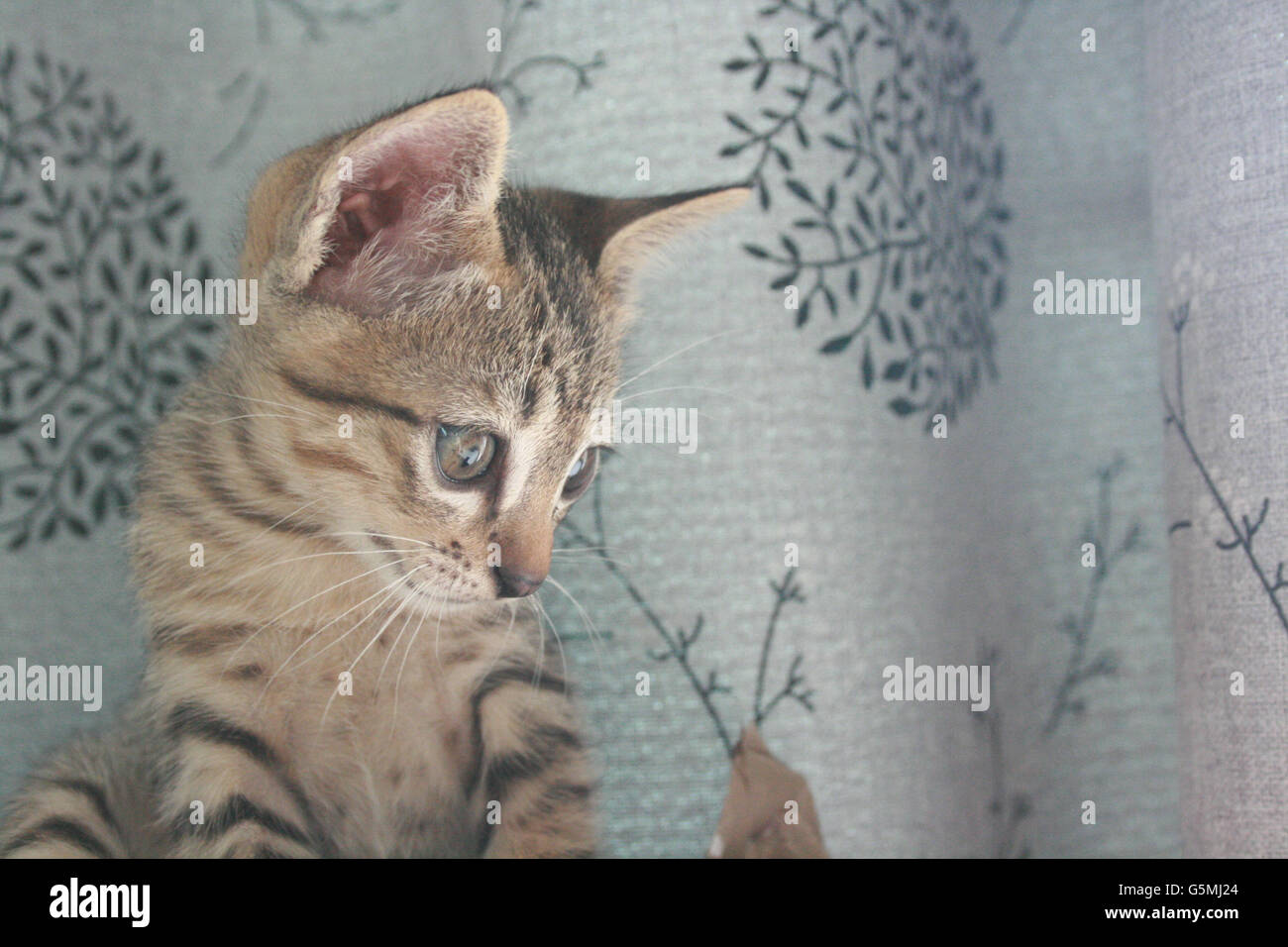 Adorable funny Cute Kitten cat face standing looking curiously. finding waiting for something outside. Stock Photo