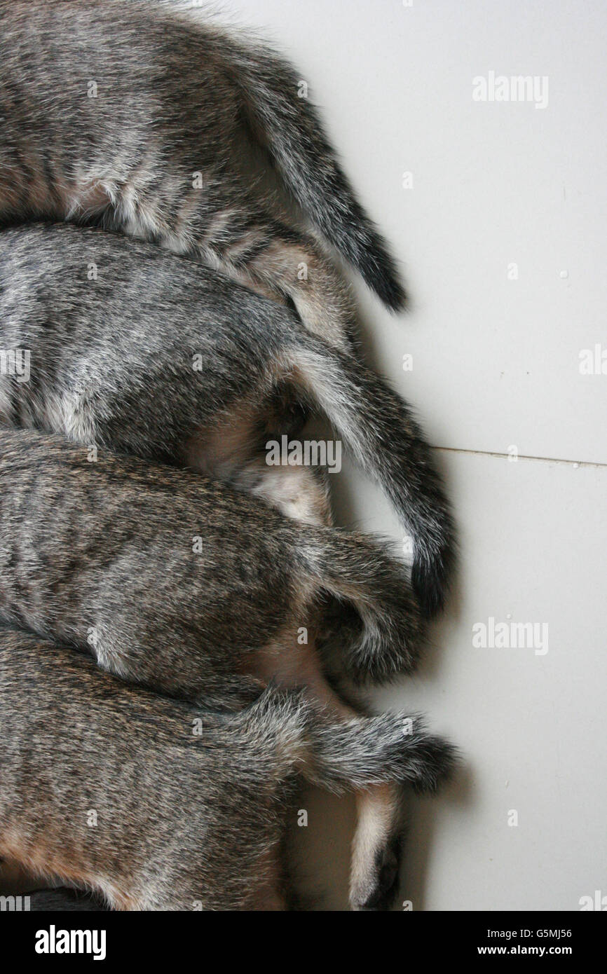 Four adorable funny Cute Kitten cat's tails and leg part lay down in line. Feeling sleep well happy together with family. Stock Photo