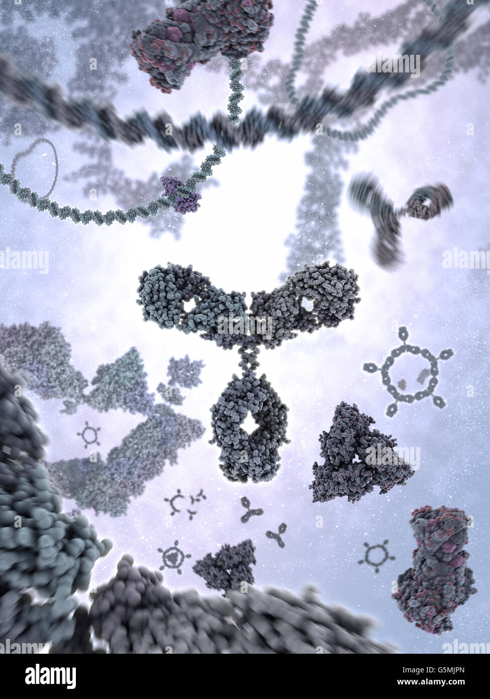 Antibody a.k.a. Immunoglobulin G (IgG) is a Y-shaped protein and part of the human immune system Stock Photo
