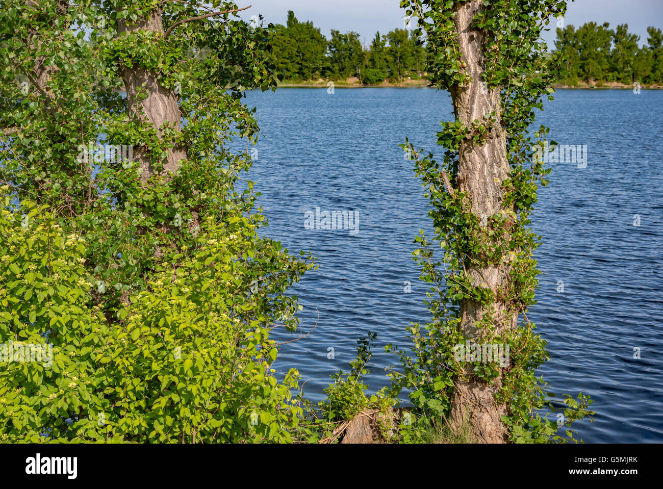 Green summer lake pond water hi-res stock photography and images - Alamy