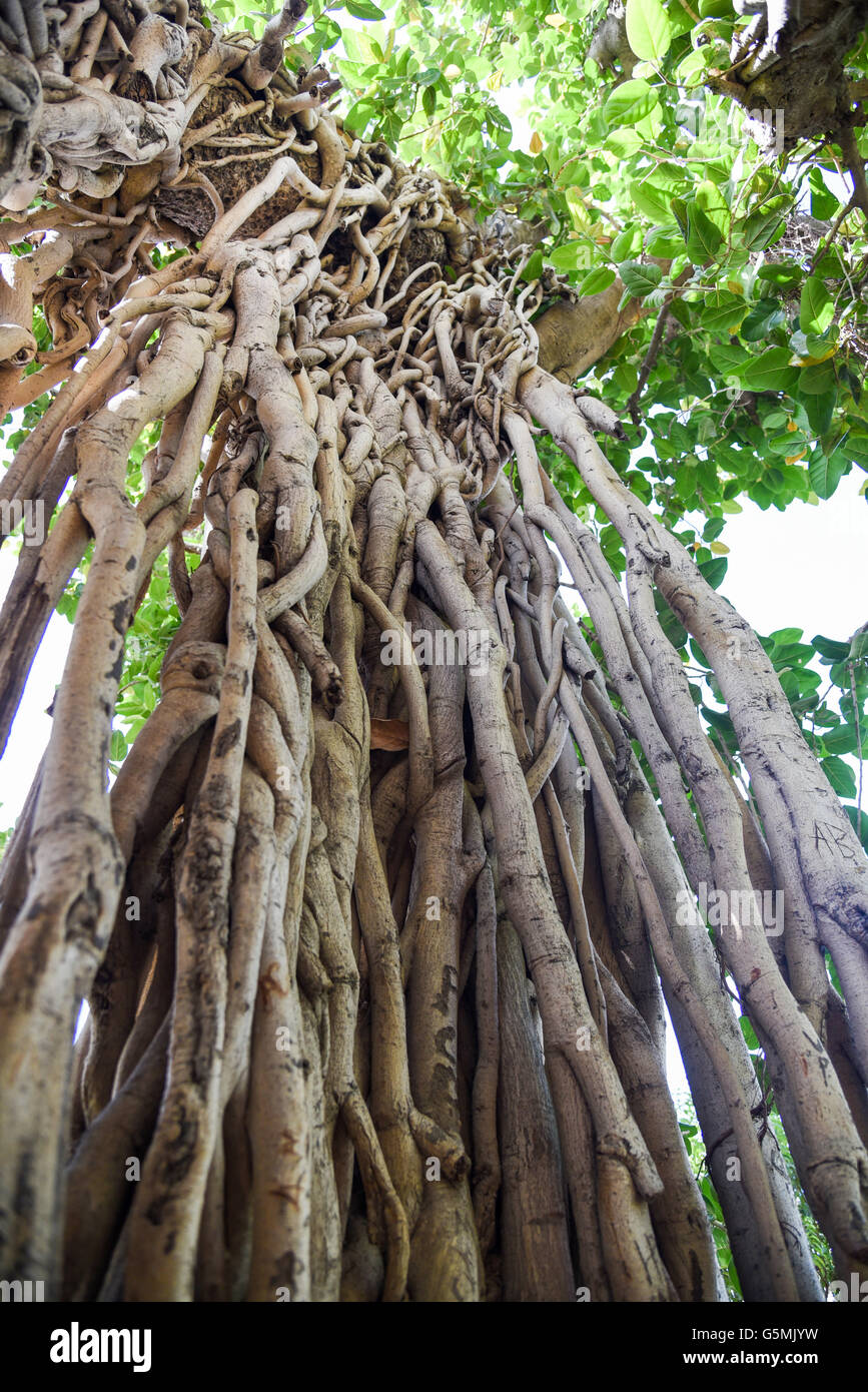 Prop roots of an old banyan tree in a National Park in India Stock