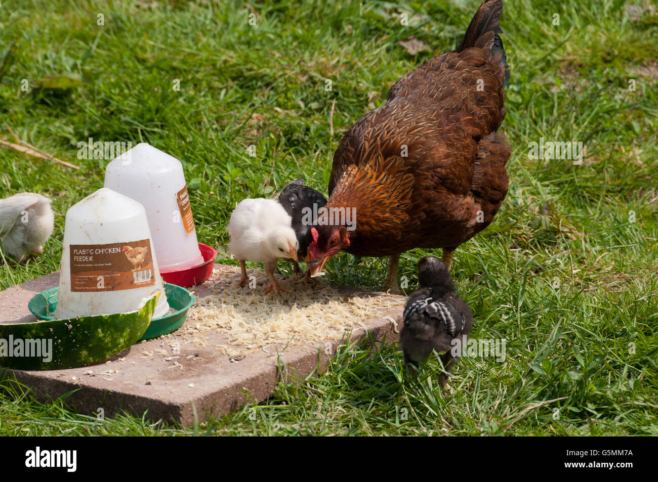 Hen feeding chicks hires stock photography and images Alamy