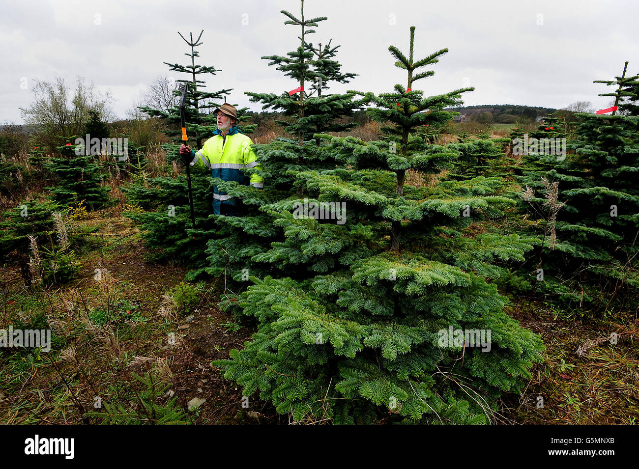 Bradgate Tree Plantation manager Geoff prunes Christmas trees at Warren