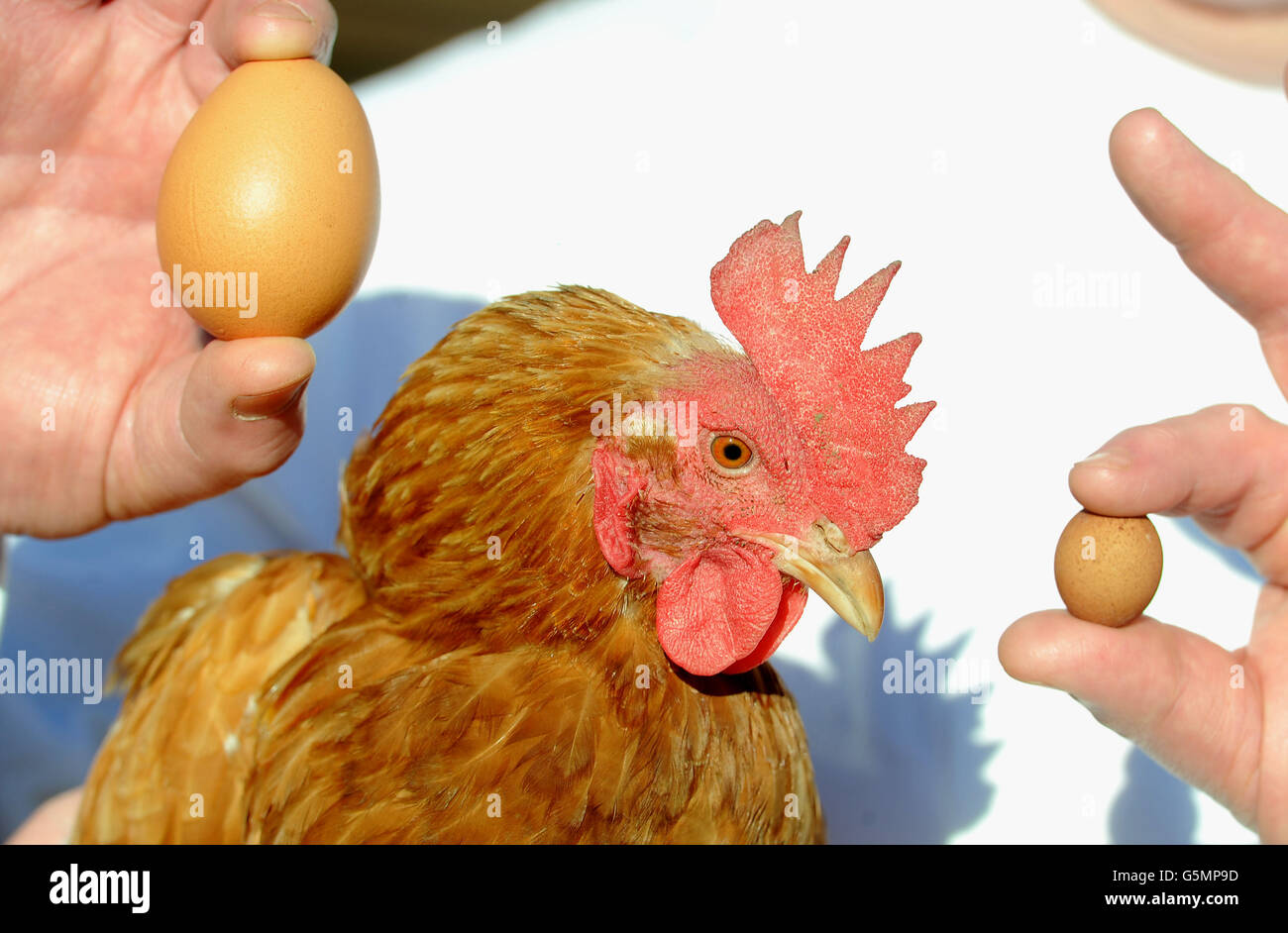 World's smallest egg Stock Photo Alamy
