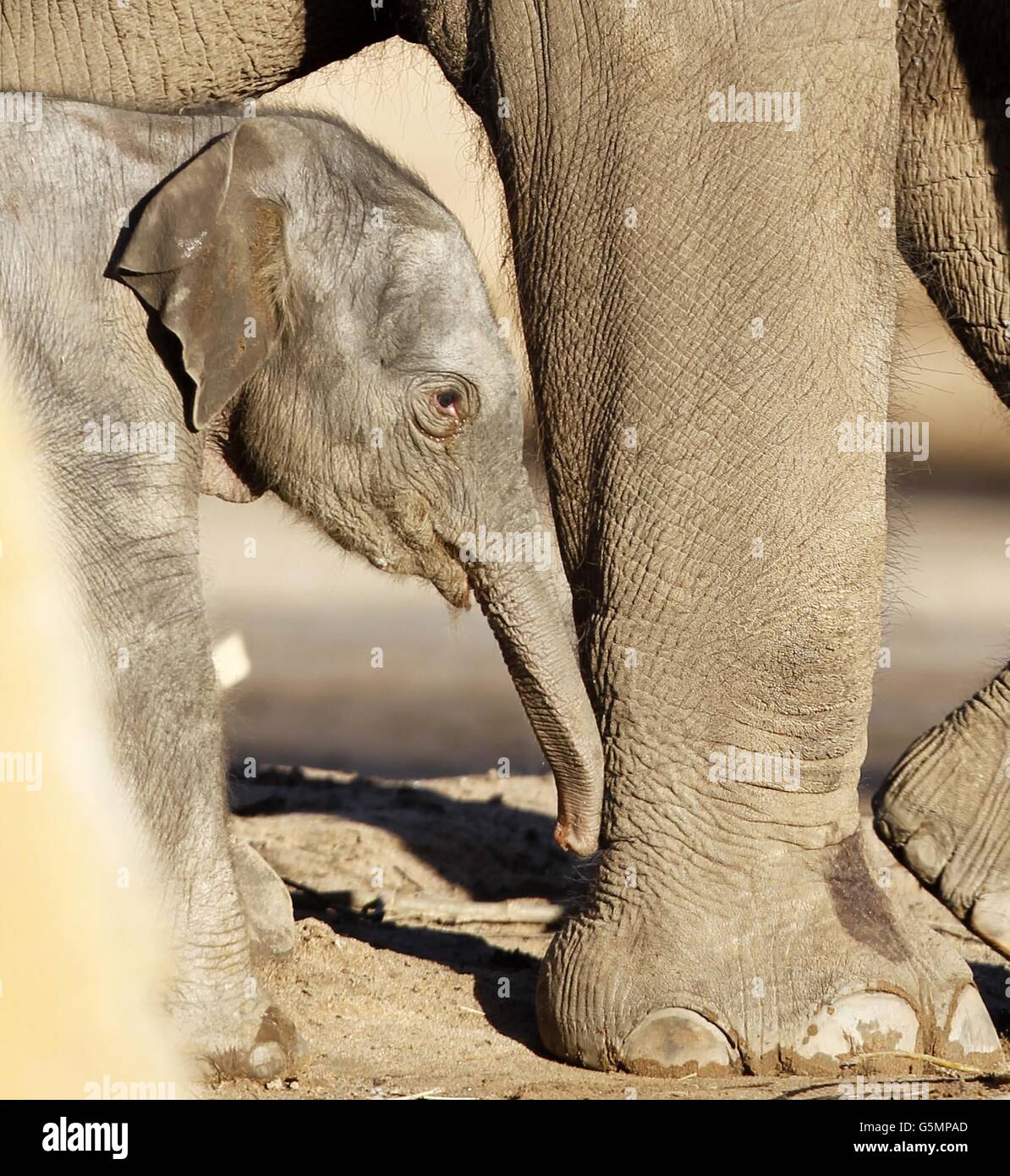 Baby Asian elephant. The three day old Asian Elephant born at Chester