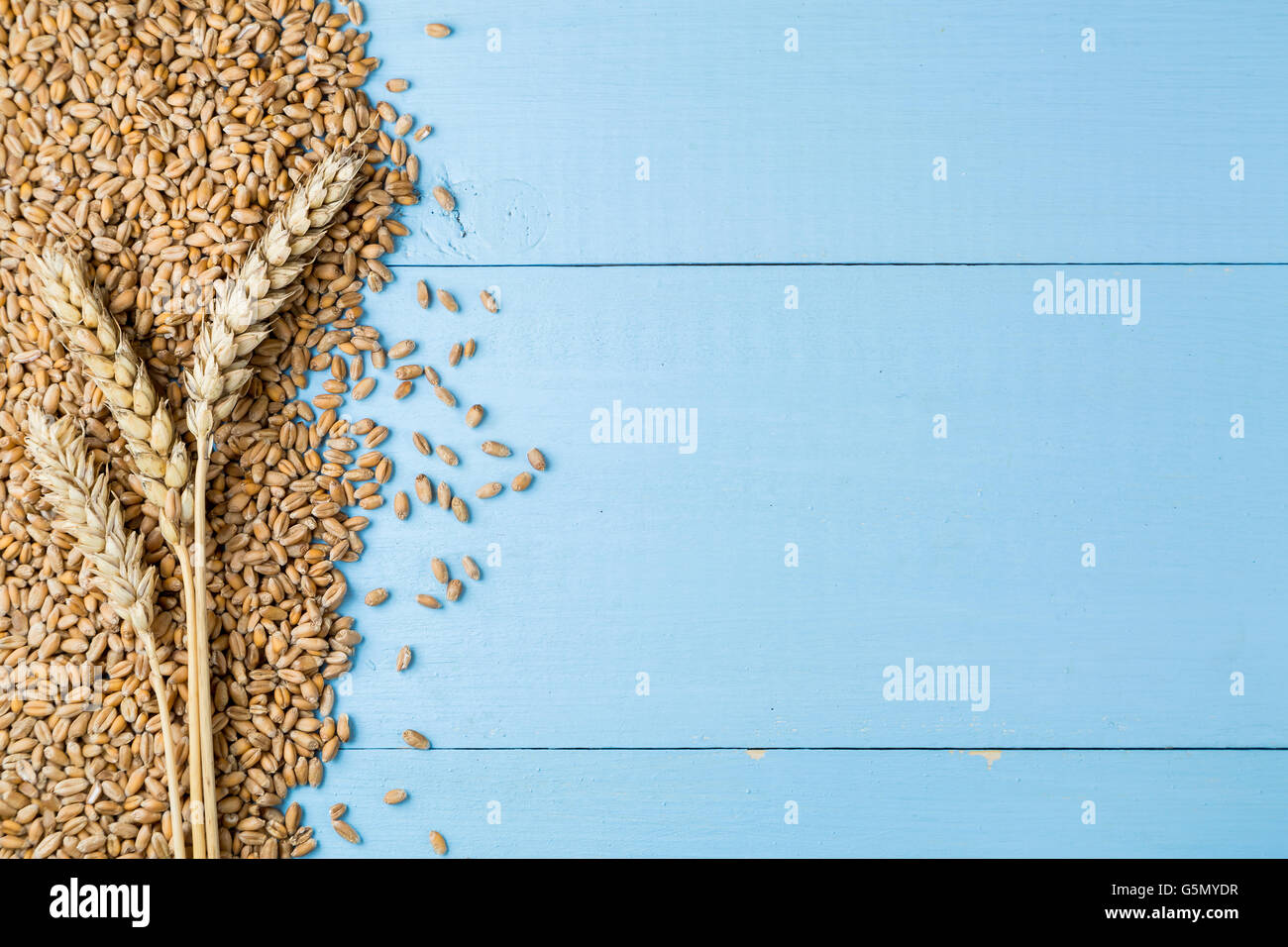 Ripe golden wheat ears on blue wooden background Stock Photo - Alamy