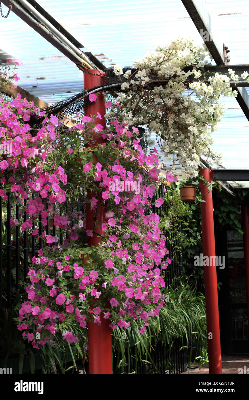 Bougainvillea Care In Hanging Baskets edu.svet.gob.gt