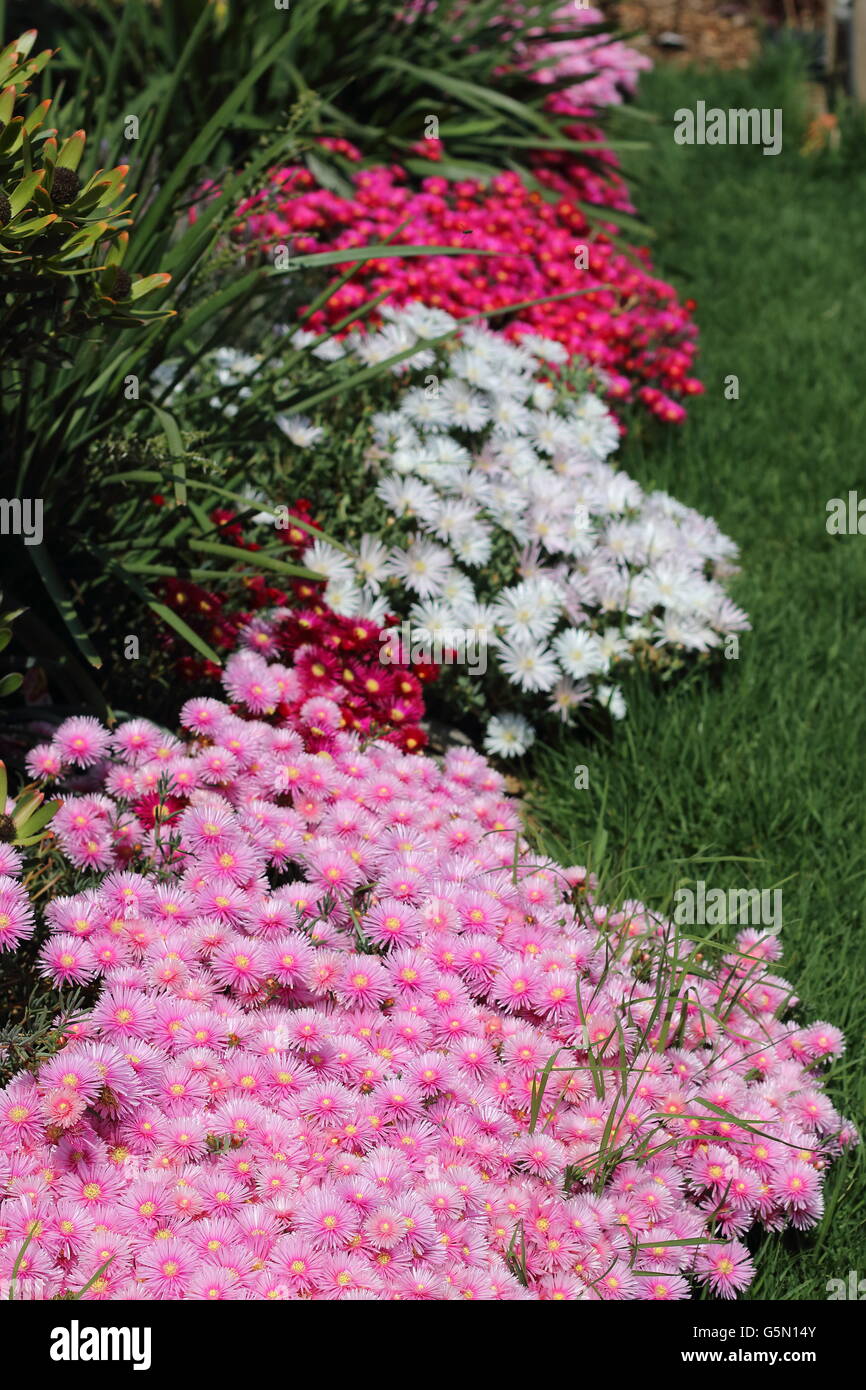 White, Red  and Pink Pig Face or known as Mesembryanthemum or Livingstone Daisies in full bloom growing on a grass Stock Photo