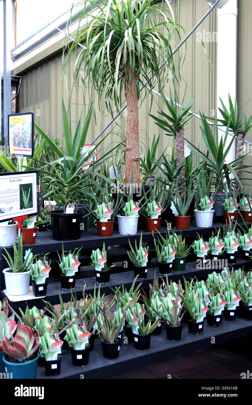 Aloe vera and Yucca plants growing in a pot  for sale Stock Photo