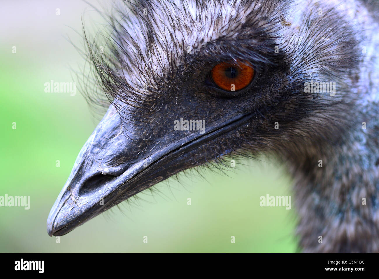 Close up of Emu isolated against green background Stock Photo