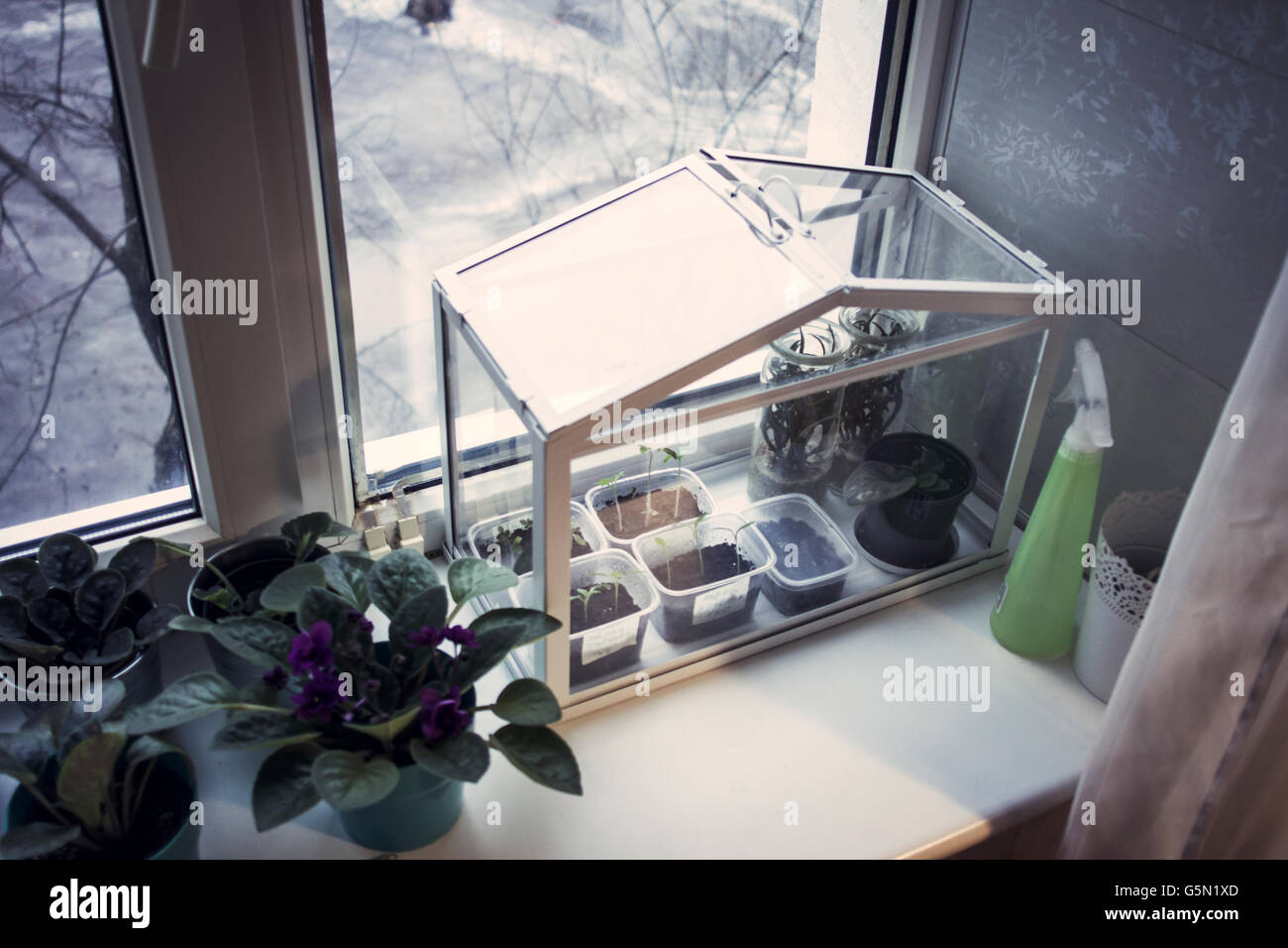 Terrarium plants growing in window Stock Photo