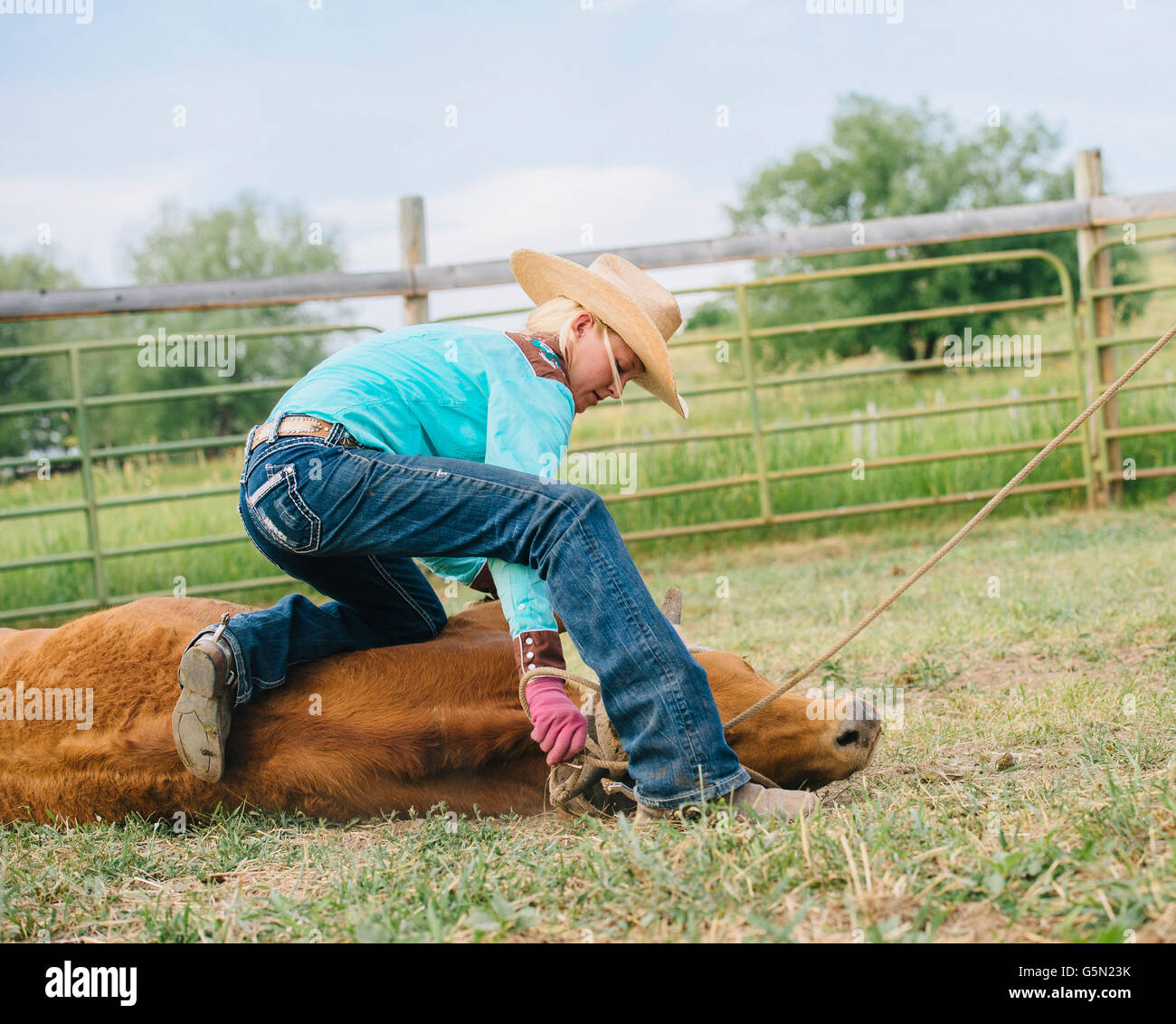 Cowgirl tying cattle on ranch Stock Photo