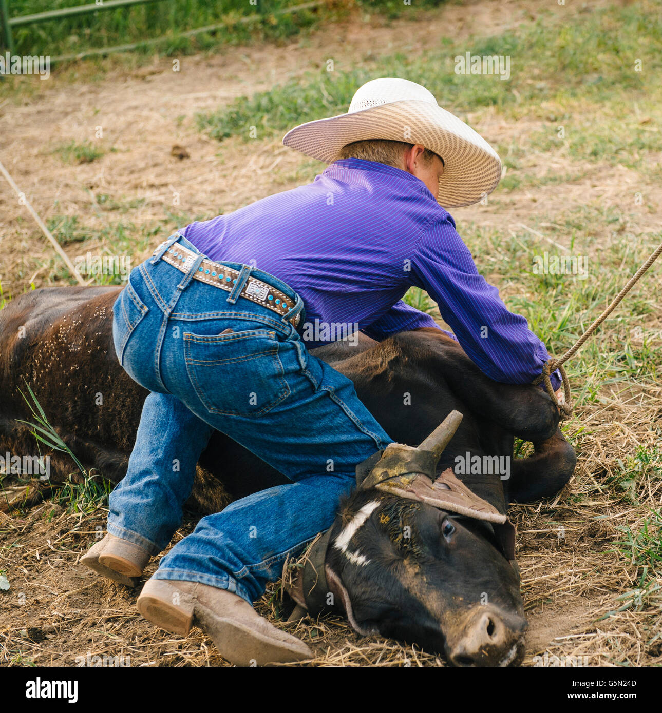 Cowboy tying cattle on ranch Stock Photo