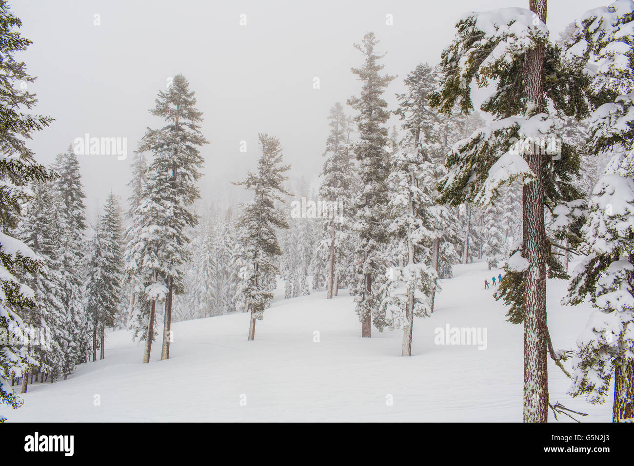 Trees growing on hillside hires stock photography and images Alamy