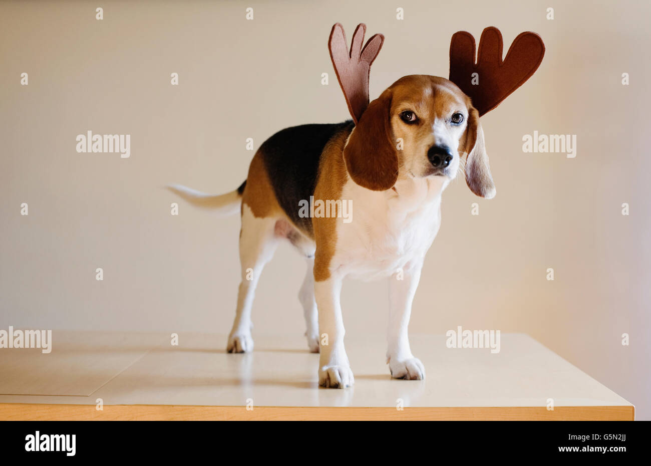 Dog wearing reindeer horns Stock Photo