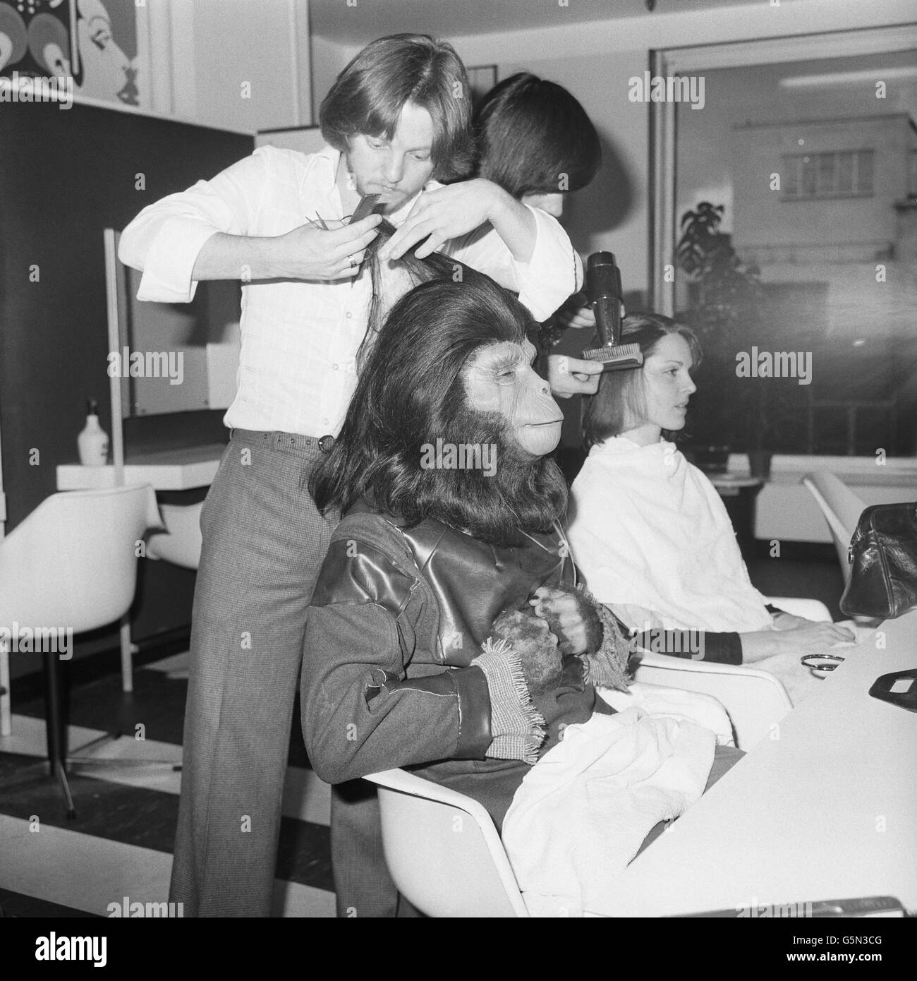 Hairdresser Paul Kelly tends to Planet of the Apes character Galen, who is one of the attractions in the children's department of an Oxford Street store leading up to Christmas. Stock Photo