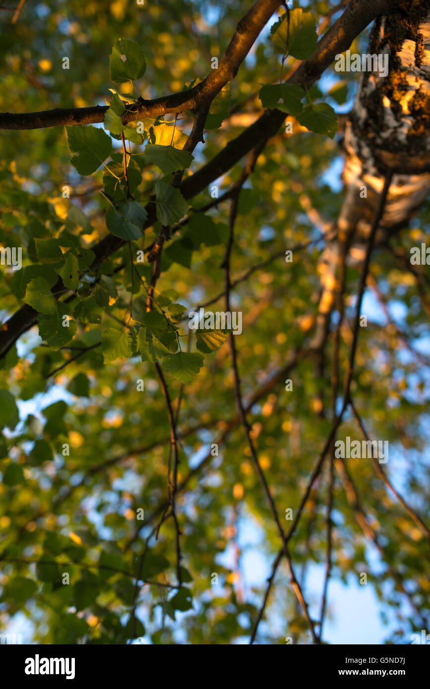 Birch branches with leafs look up. Summer scene Stock Photo - Alamy