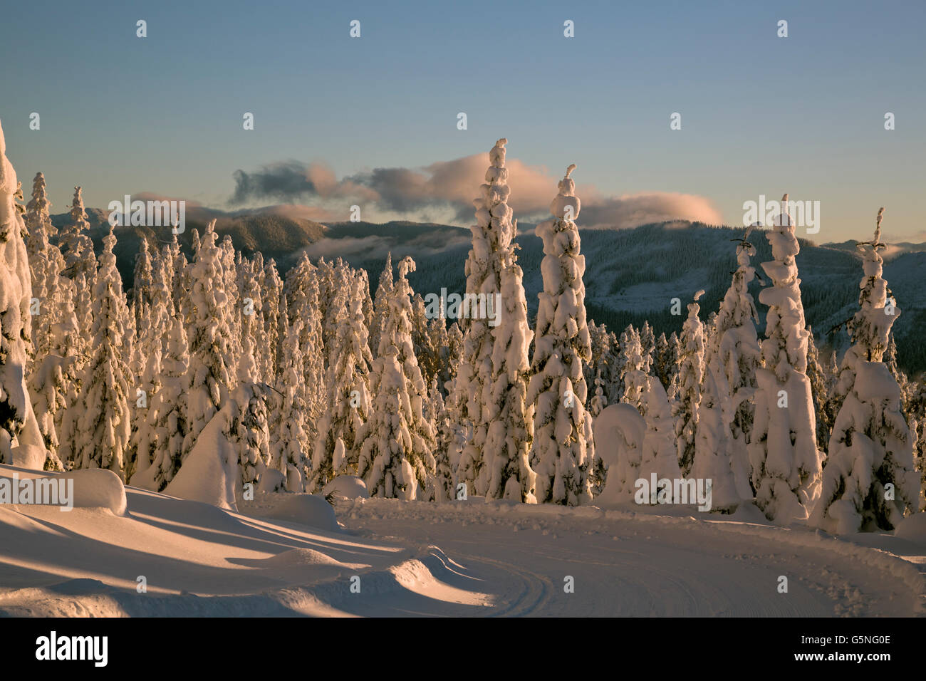 WASHINGTON - Late afternoon light on the snow covered trees near the summit of Amabilis Mountain near Snoqualmie Pass. Stock Photo