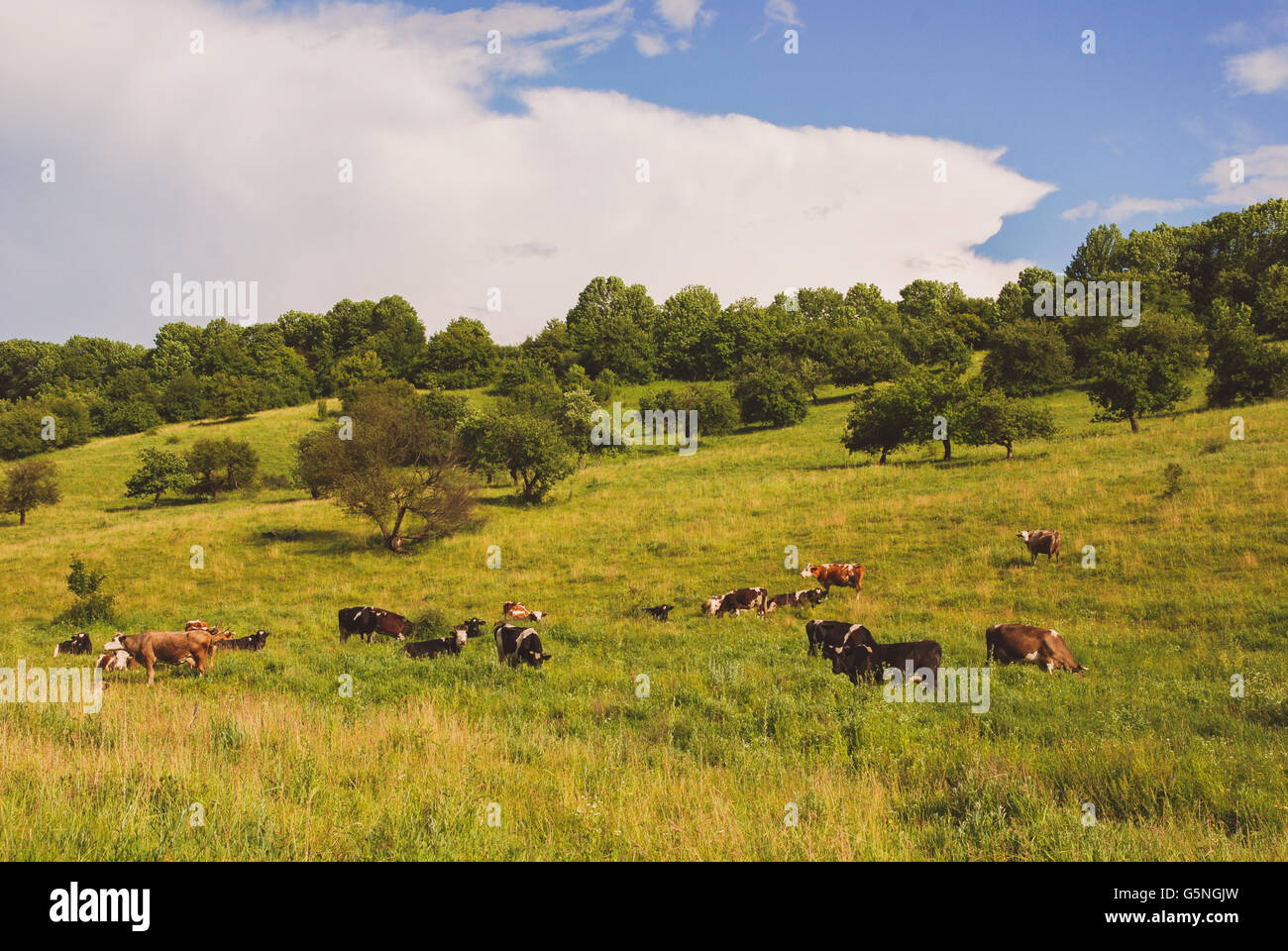 landscape with cows grazing on the green hill Stock Photo - Alamy