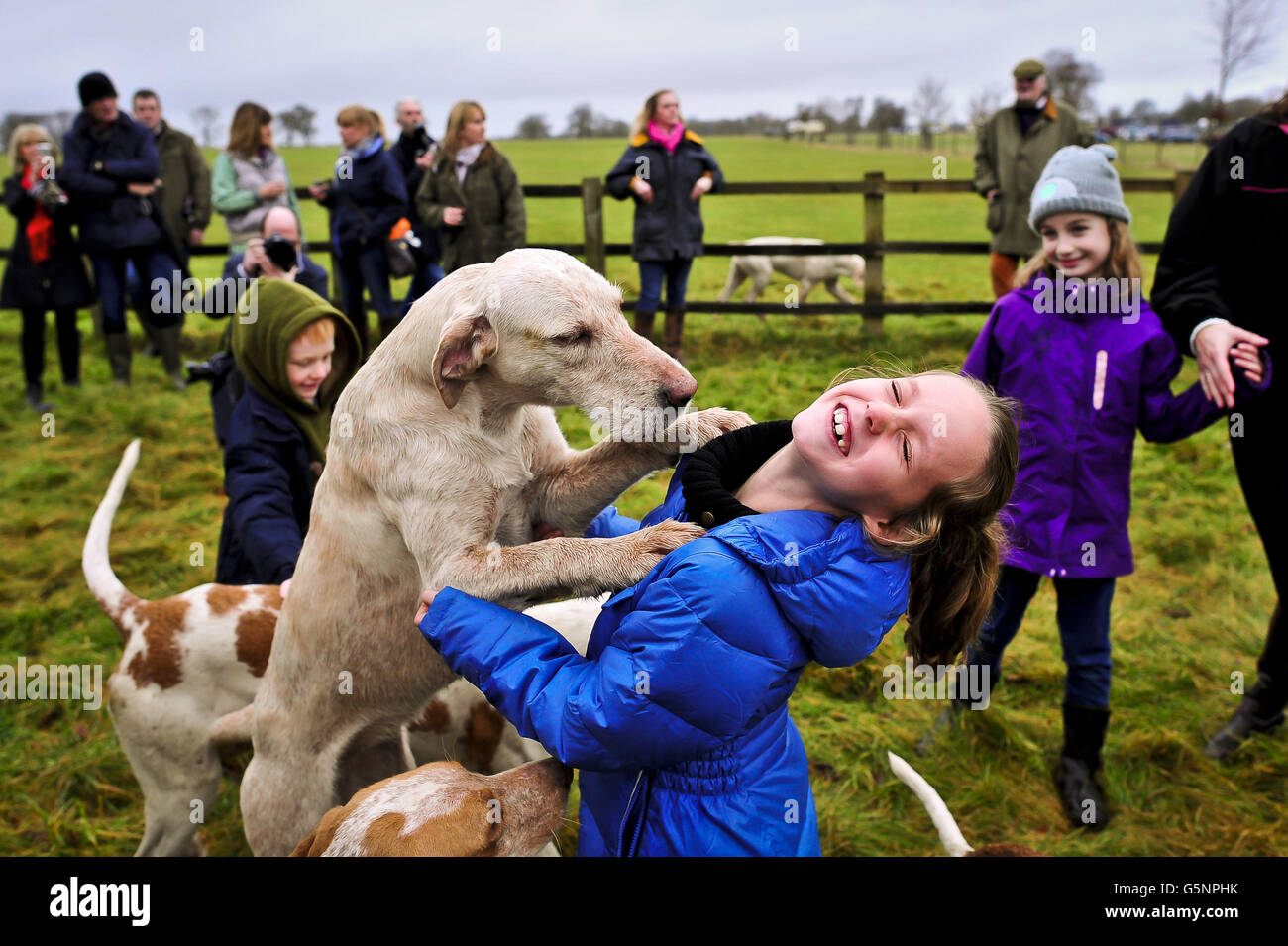Bliss Gooding, 8, from Connecticut, USA, who is spending Christmas in the UK, is greeted by hounds outside the dog kennels at Badminton, Gloucestershire, prior to the start of the annual Boxing Day Beaufort Hunt. Stock Photo
