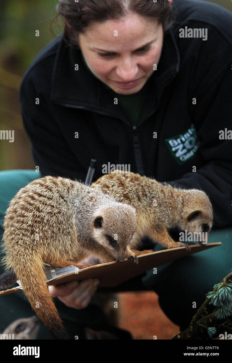 Bristol Zoo count Stock Photo Alamy