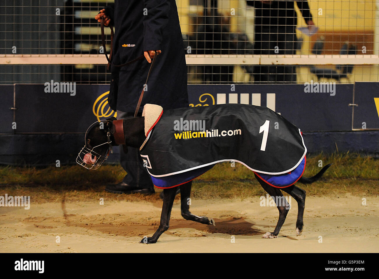 At What Age Do Greyhounds Start Racing