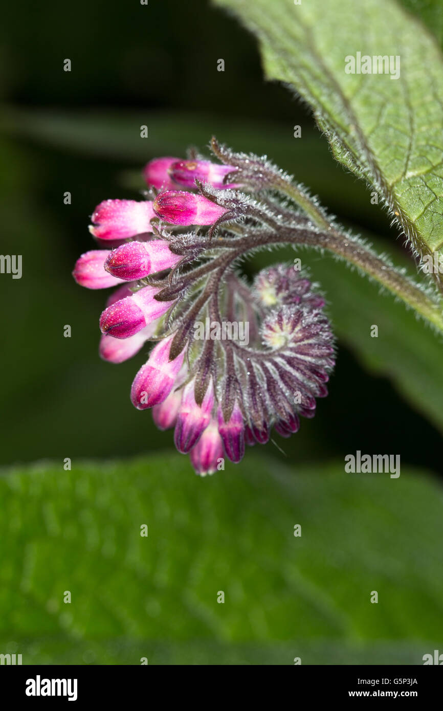 A macro image of the early stage of flowering of Purple Comfrey, (Symphytum officinale), Taken at Durham England. Stock Photo