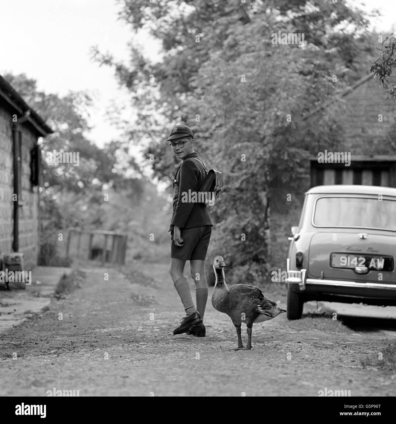Animals - Schoolboy Hatches Canadian Goose Egg - Whitchurch - 1965