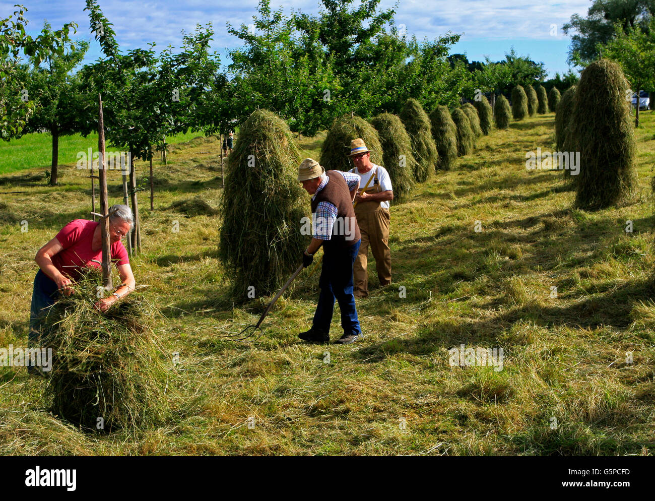 Marquartstein, Germany. 22nd June, 2016. Former farmer Josegine Weissenbacher (l) and a few men hang up freshly mowed grass to dry on so-called 'Hiefeln'. The racks made of spruces with shortened branches, which were a widely known type of mowing in earlier times, are rare nowadays.Photo: Diether Endlicher/dpa/Alamy Live News Stock Photo
