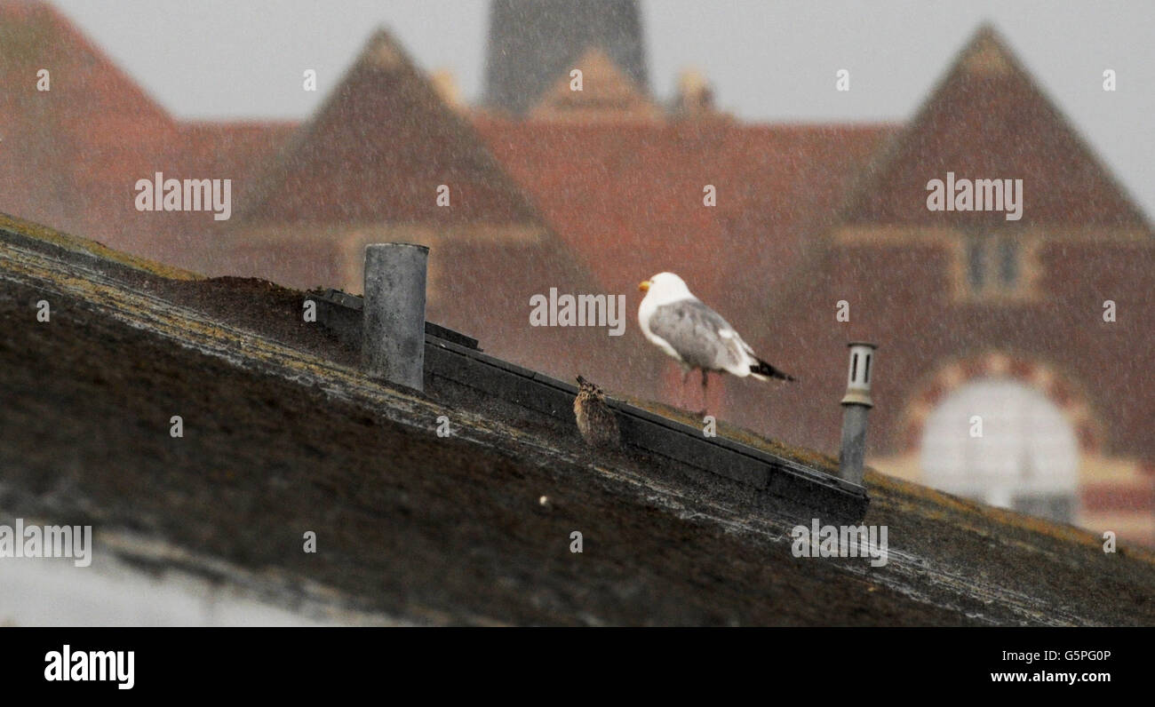 Brighton UK 22nd June 2016 - A Herring Gull chick with its parent  try to stay dry on a Brighton rooftop during torrentail rain and thunderstorms this evening  Credit:  Simon Dack/Alamy Live News Stock Photo