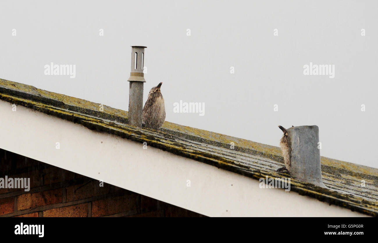 Brighton UK 22nd June 2016 - Herring Gull chicks try to stay dry on a Brighton rooftop during torrentail rain and thunderstorms this evening  Credit:  Simon Dack/Alamy Live News Stock Photo