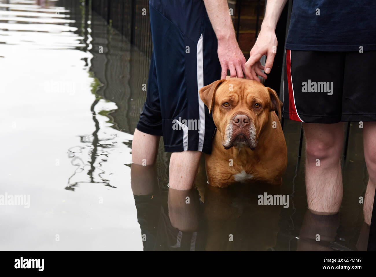 London, UK. 23rd June 2016. UK Weather: Heavy rain causes flooding in East London, Canning Town. Dog standing immersed in water on the flooded road. Credit:  ZEN - Zaneta Razaite / Alamy Live News Stock Photo