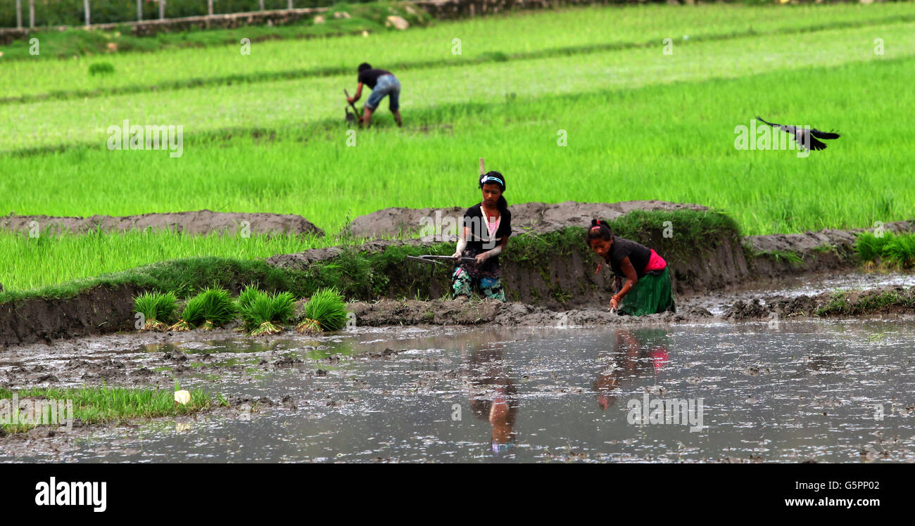 Rice planting season in nepal hi-res stock photography and images - Alamy