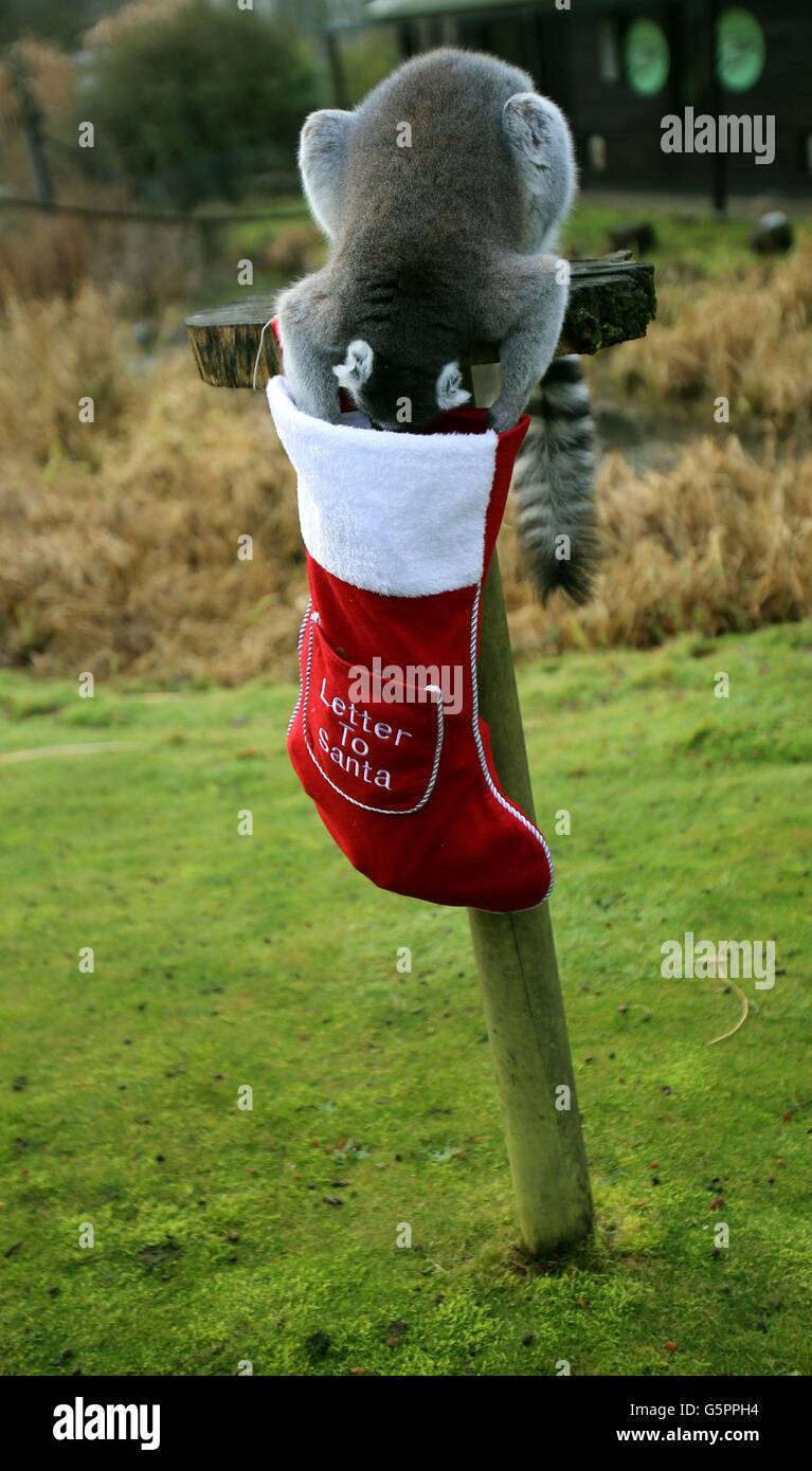 Christmas at Whipsnade Zoo Stock Photo Alamy