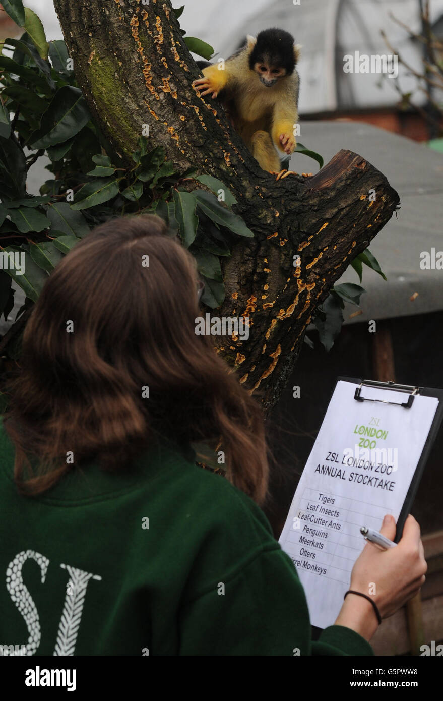 Zoo keeper Kate Sanders inside the squirrel monkey enclosure at London