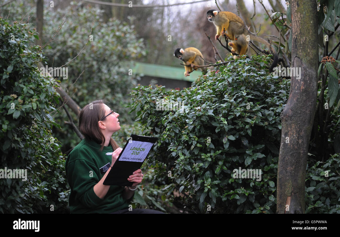 Zoo keeper Kate Sanders inside the squirrel monkey enclosure at London