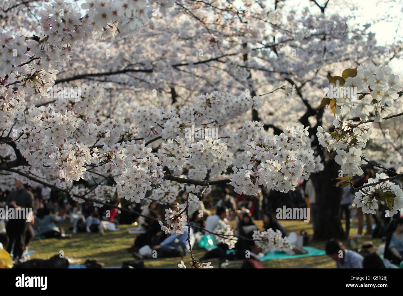 An evening of hanami in Yoyogi Park, Tokyo, Japan Stock Photo