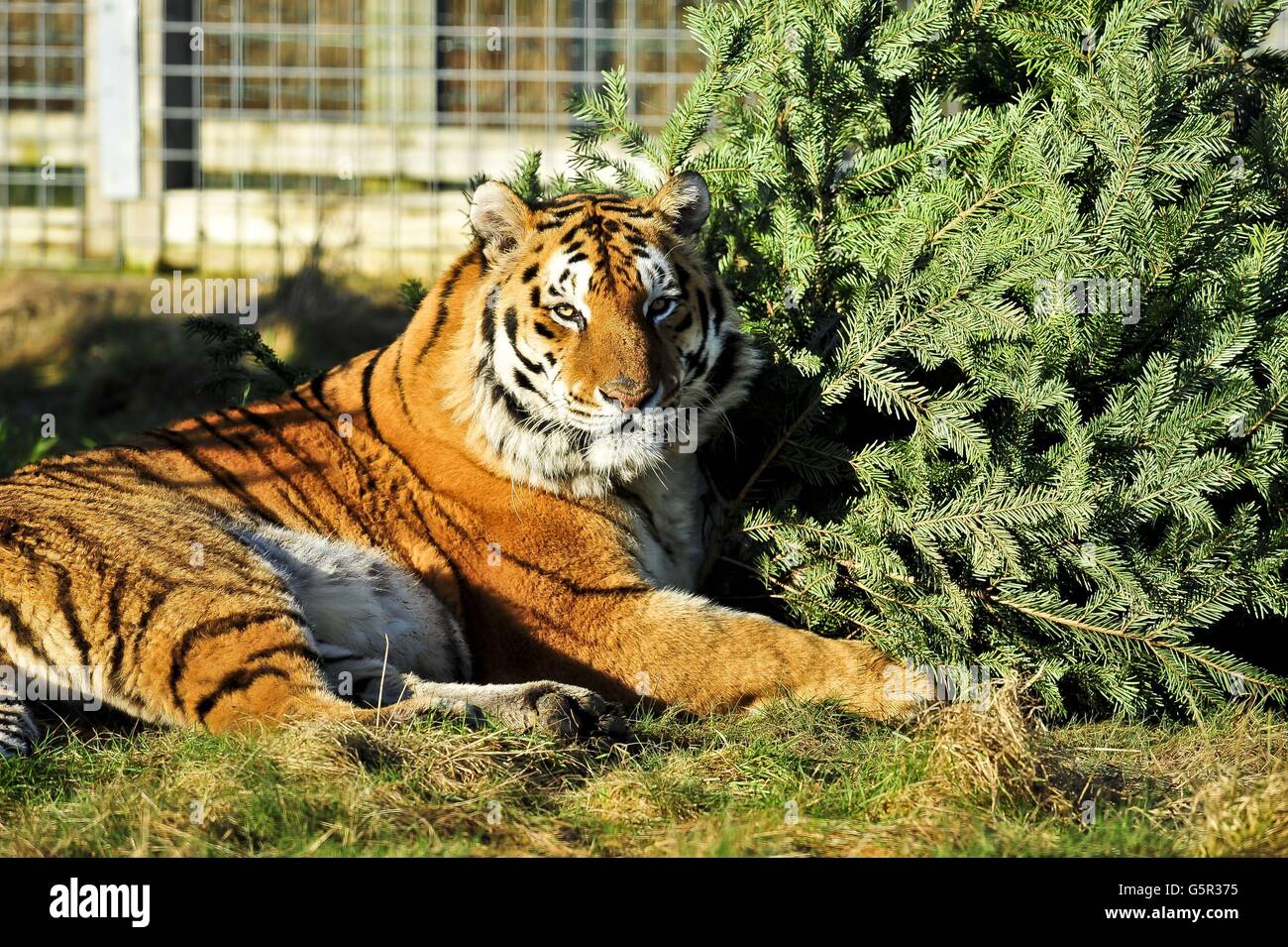 Noah's Ark Zoo Farm Stock Photo Alamy