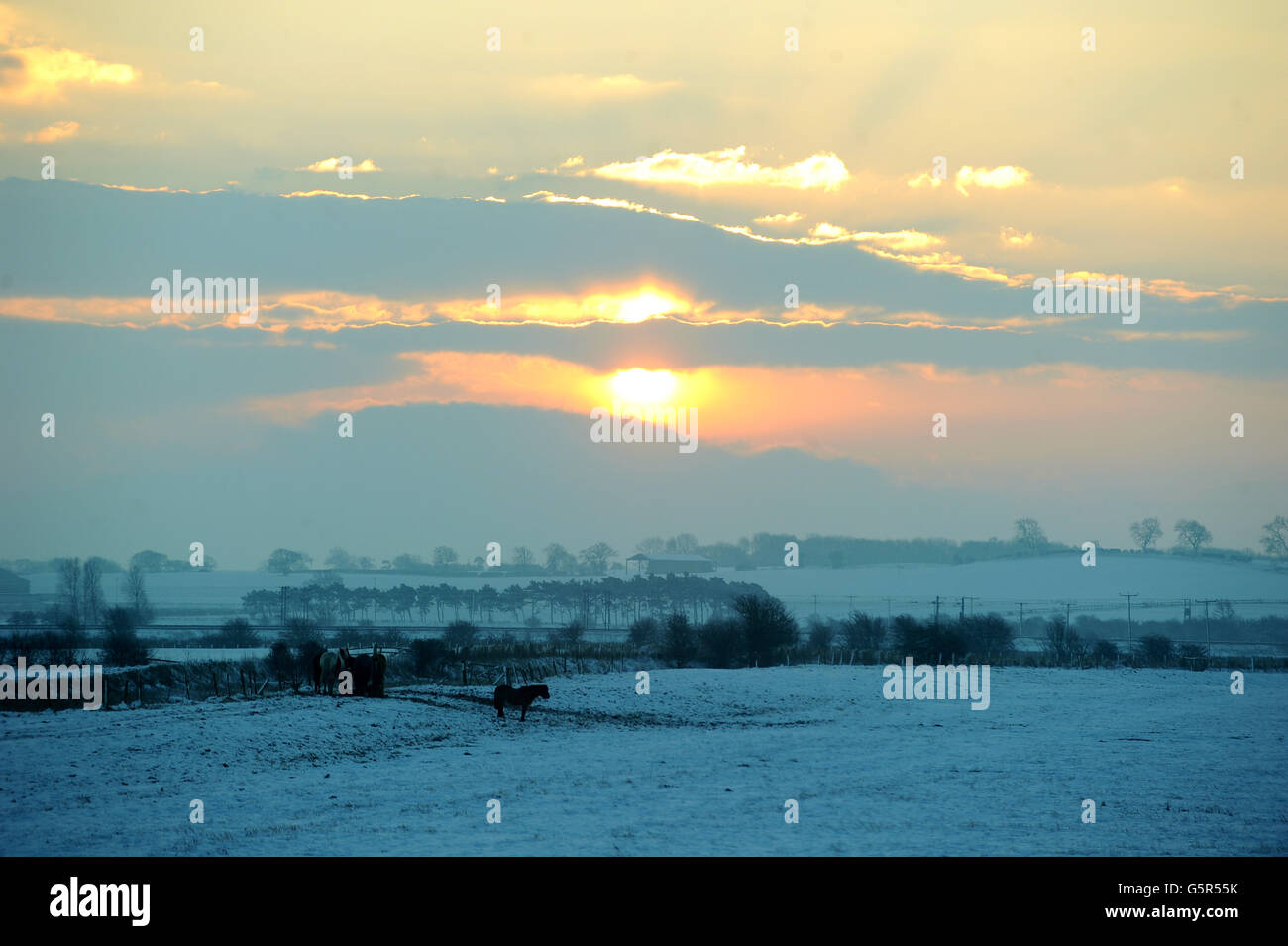Horses in a snow covered field in the outskirts of Durham today, as the sun rises over County Durham. Stock Photo