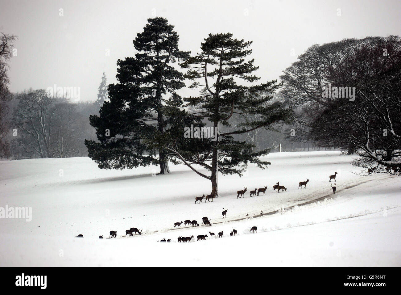 Deer walk through the deep snow at Raby Castle in Staindrop, County Durham, as the winter weather continued across the UK. Stock Photo