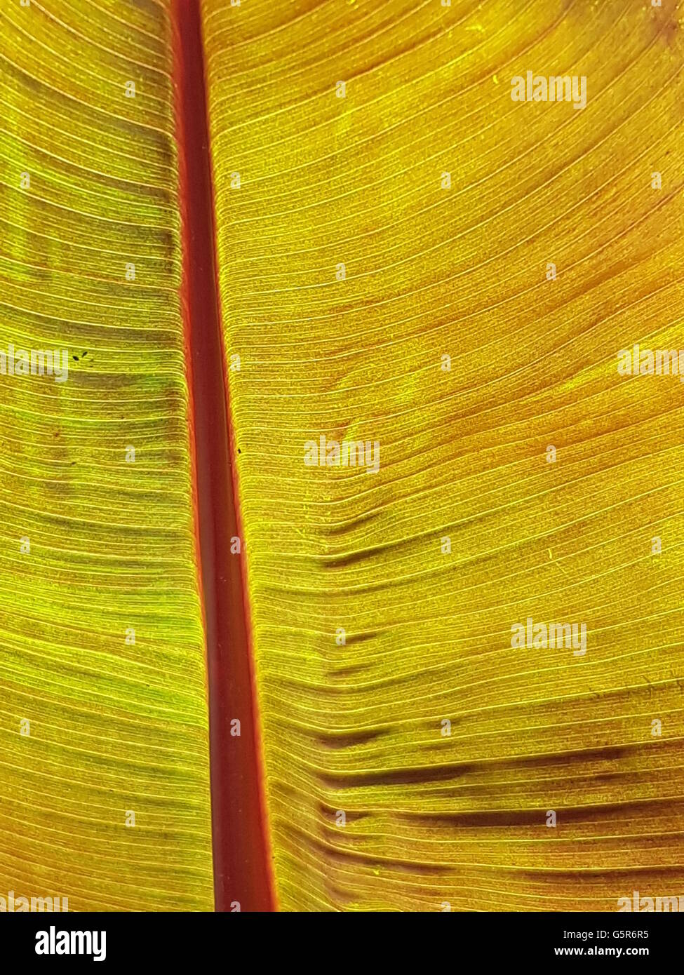 Colorful tropical plant leaf summer background Stock Photo Alamy