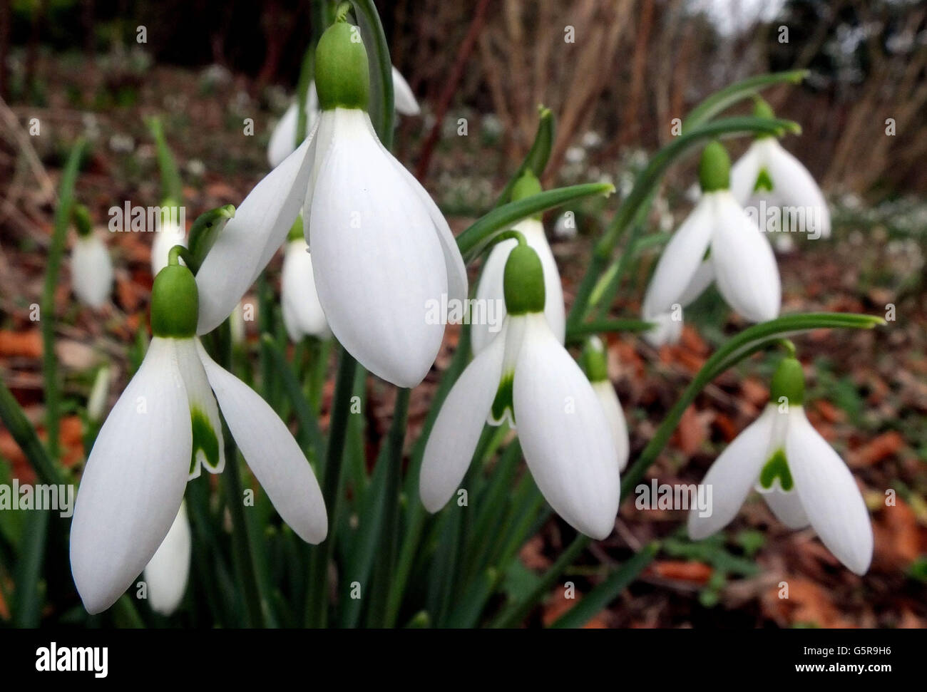 Snowdrops bloom at Rococo Gardens in Painswick, Gloucestershire as the