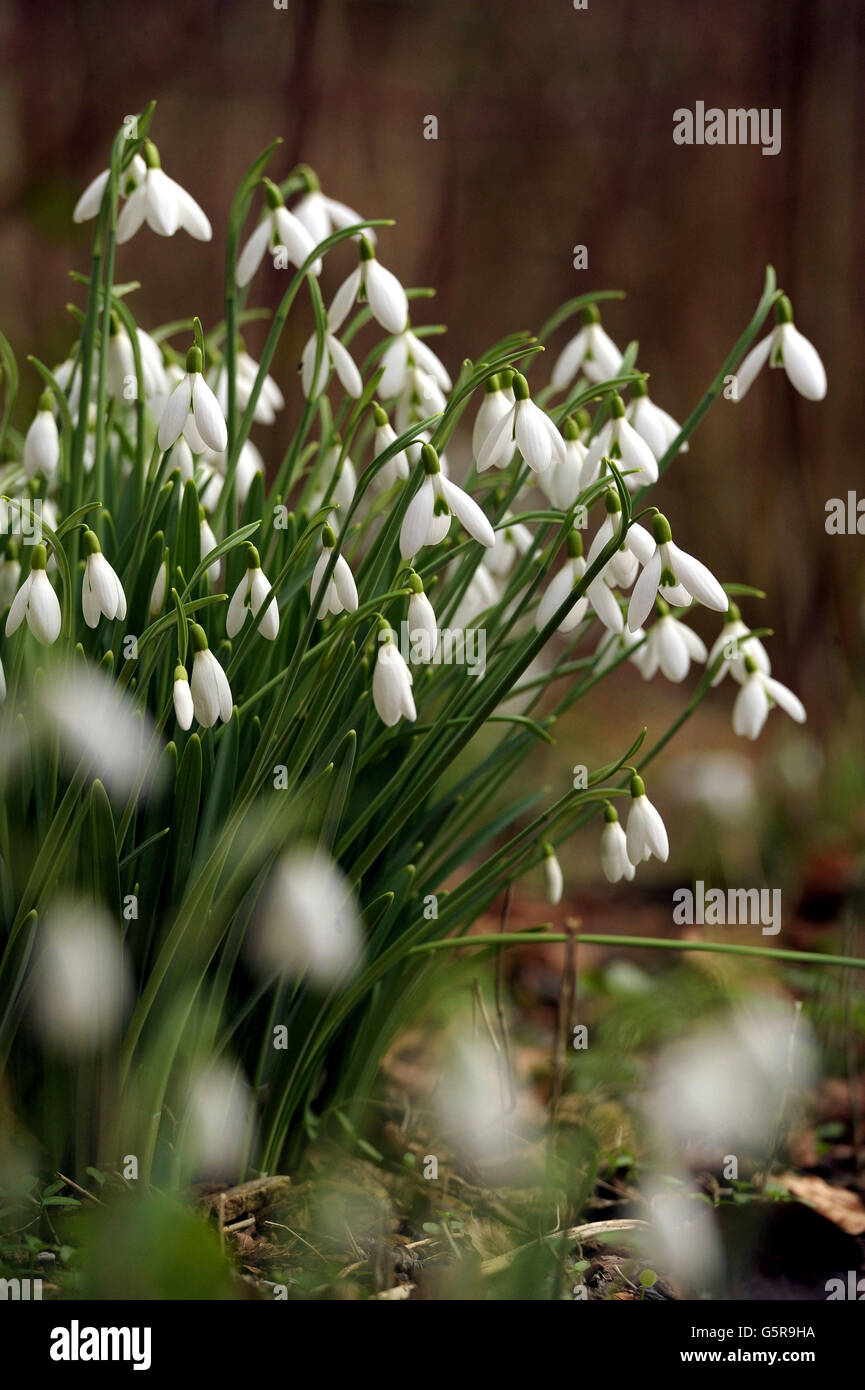 Snowdrops bloom at Rococo Gardens in Painswick, Gloucestershire as the