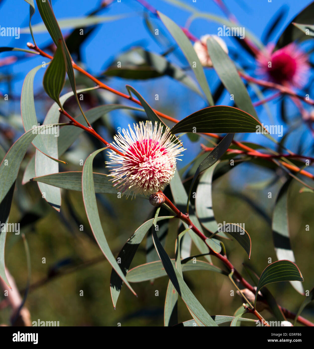 Pink blooms of pincushion hakea , hakea laurina, a West Australian