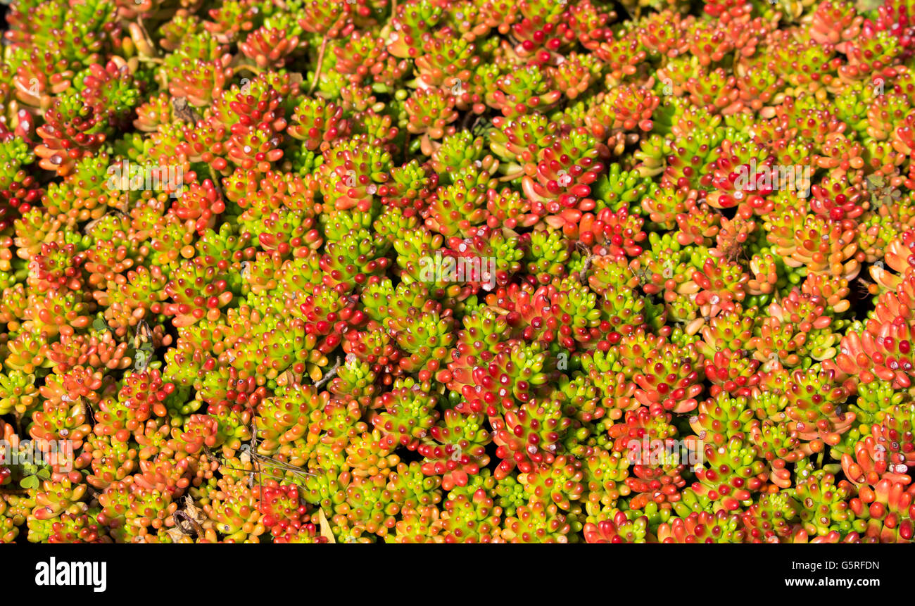 Landscaping ground texture hi-res stock photography and images - Alamy