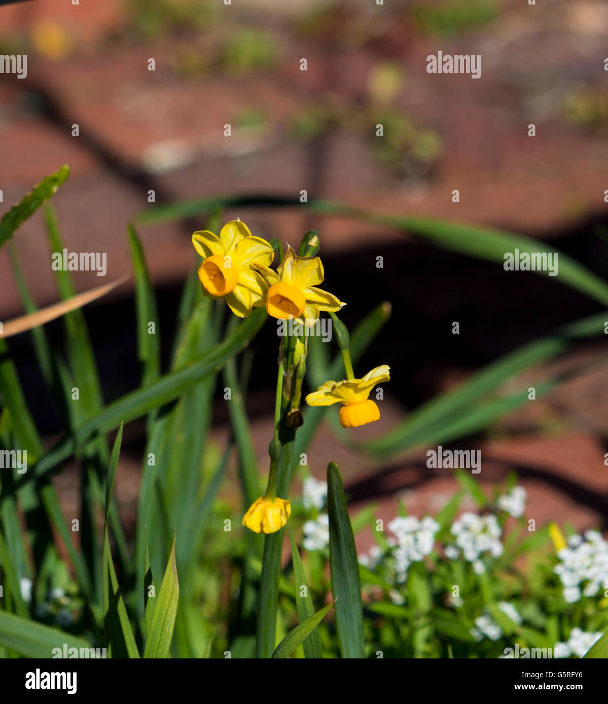 Pretty Narcissus jonquilla tazetta the common garden Jonquil is a hardy