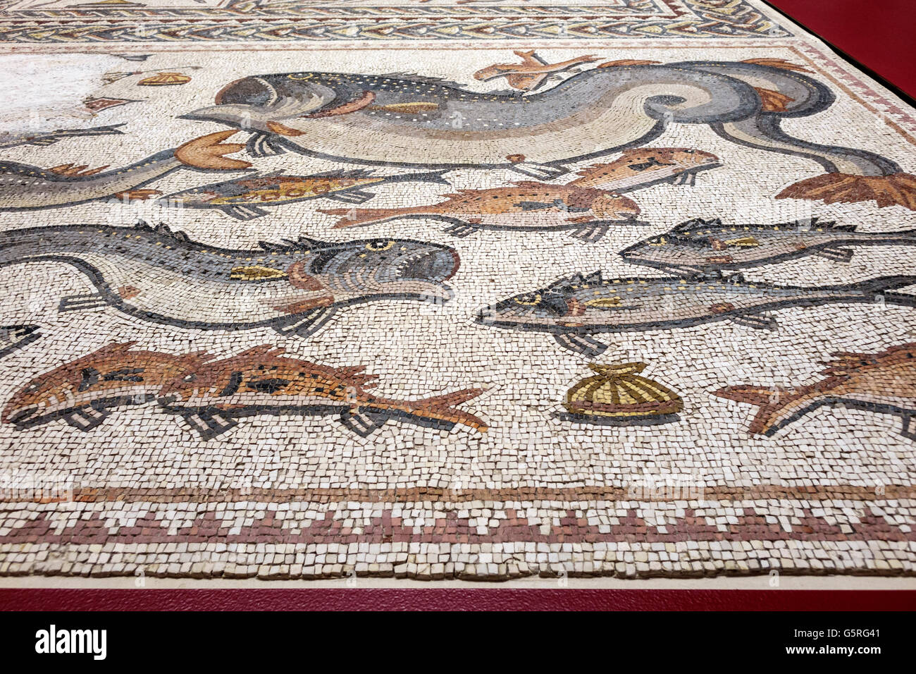 Miami Florida,FIU,International University,campus,Frost Art Museum,Predators Prey Roman Mosaic Lod Israel,detail,fish,FL160516030 Stock Photo