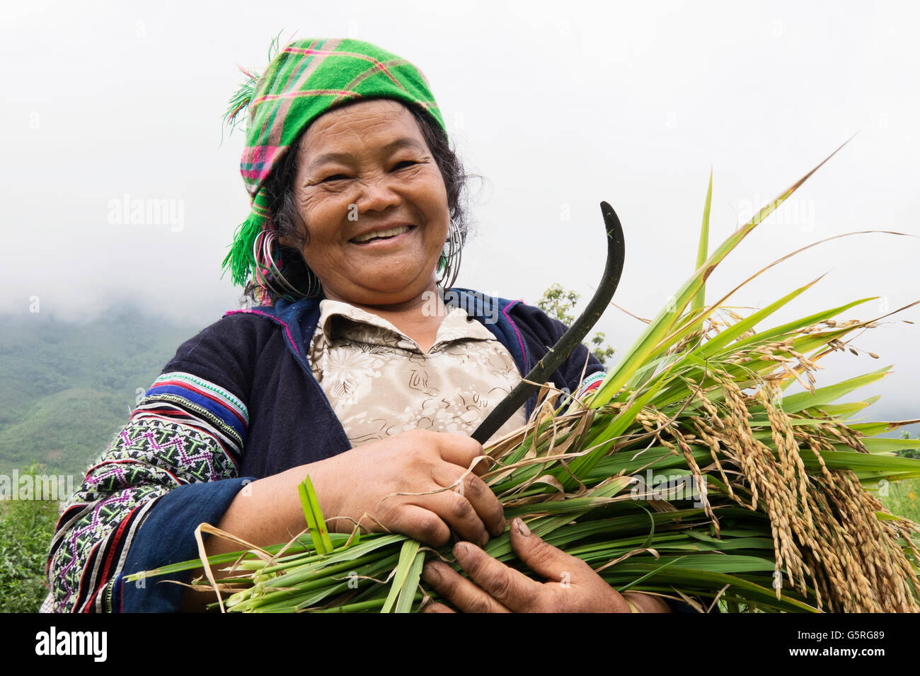 A Hmong woman harvesting rice in Ta Phin, a village in Sapa, Lao Cai ...