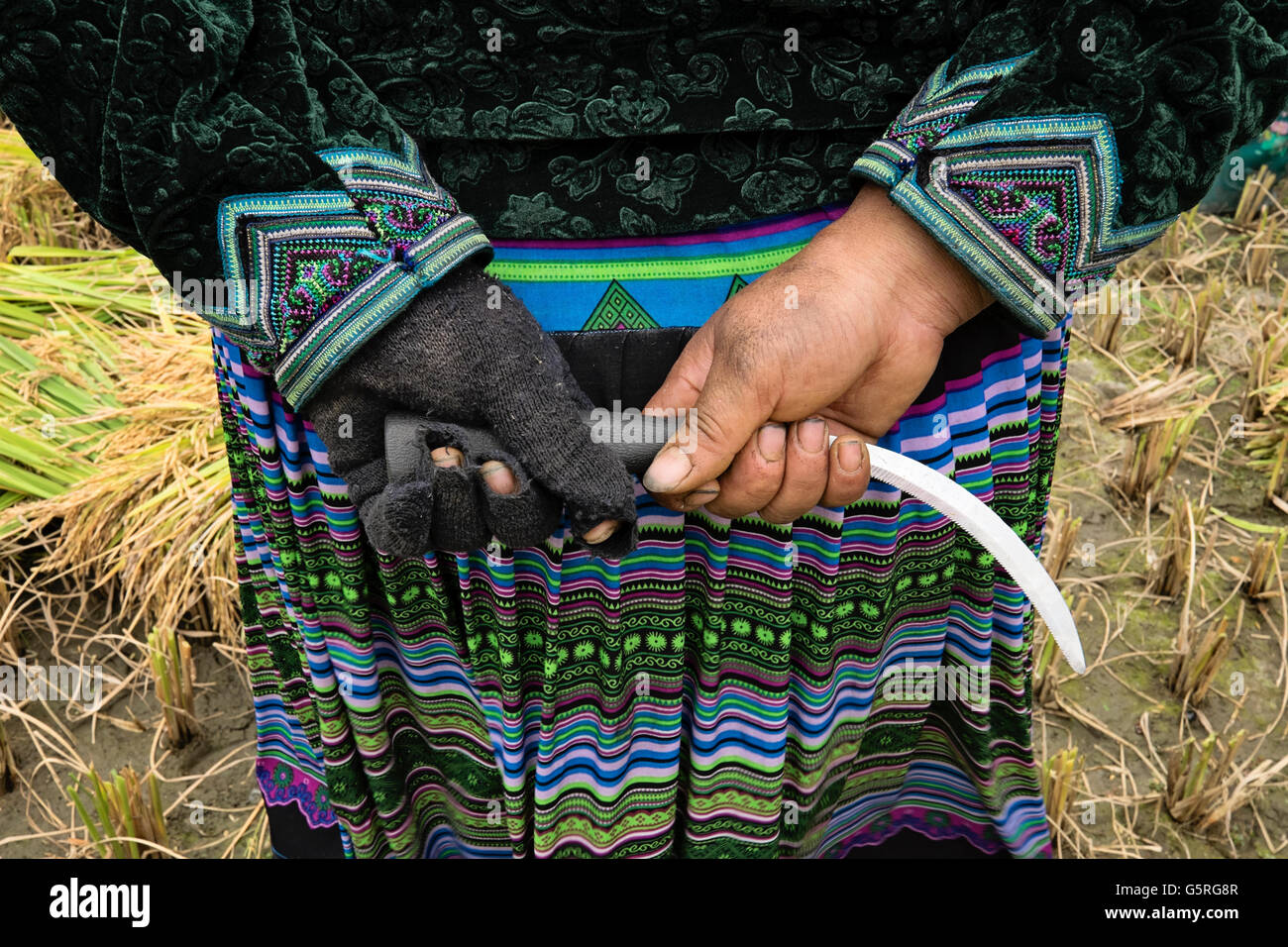 A middle aged Hmong woman harvesting rice in Ta Phin, a village in Sapa ...